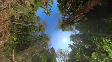 Açık mavi gökyüzünün altındaki yüksek ağaçların gölgesinde güneş ışığının aktığı bir orman manzarası.