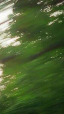 Bulanık ağaçlar, hareket halindeki bir arabadan yakalanarak, hızlı ve rüya gibi bir orman atmosferi yaratmak için parlak bir gün ışığının önünden geçer.