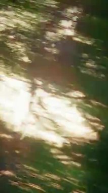 Bereketli yeşil orman tepe örtüsünün hareket bulanık görüntüsü, uzun ağaçların altında gündüz sürüşü sırasında hız ve hareket hissini yakalar.