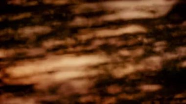 Bulanık ağaç siluetleri canlı bir turuncu şafak gökyüzüne karşı yükseliyor, sabahın erken saatlerindeki huzurlu güzellikleri yakalıyorlar.