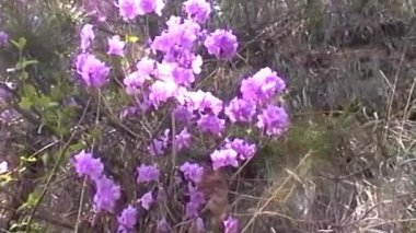 Yakın plan çekimde canlı mor-pembe rhododendron çiçekleri doğal bir ortamda hafifçe sallanıyor. Narin yaprakları ve yemyeşil kümeleri göz kamaştırıcı bir görsel ekran oluşturuyor.