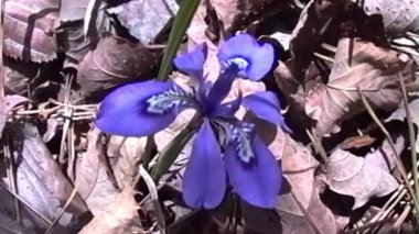 Canlı bir mavi cüce irinin büyüleyici bir yakın çekimi, hassas beyaz ve açık mavi desenlerle işaretlenmiş, güneş lekeli bir ormandaki yapraklardan oluşan bir yataktan ortaya çıkıyor.