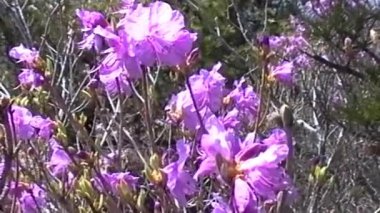 Canlı mor açelya çiçeklerinin çarpıcı bir görüntüsü, narin, dalgalı yaprakları yemyeşil bir zemin ve dalların karşısında güzel bir şekilde duruyor.