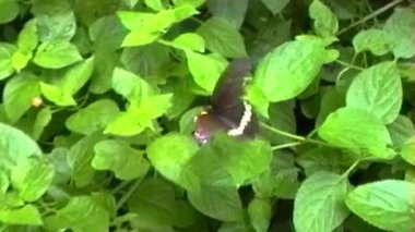 Koyu renkli bir kelebek, yumuşak pembe, sarı ve mor renkleri olan çok renkli Lantana çiçeklerinden oluşan bir demet üzerinde yatar.