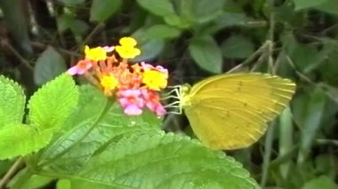 Canlı sarı bir kelebek, pembe, turuncu ve sarı renkte çok renkli Lantana çiçeklerinden oluşan bir demet üzerinde duruyor. Narin kanatları yumuşak yeşil bir arka planda görülebilir.