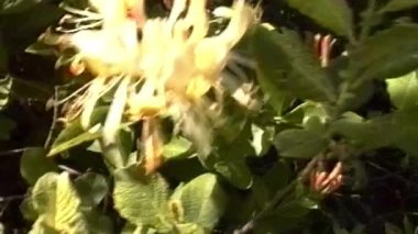 Narin sarı bir hanımeli çiçeği rüzgarda hafifçe sallanır, ılık güneş ışığıyla yıkanır ve zengin yeşil yapraklarla çevrilidir.