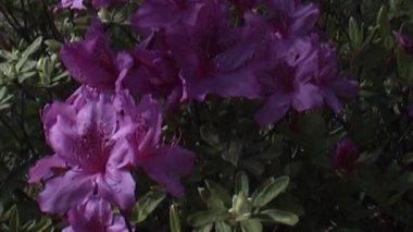 Mor açelya kümesi bir çalılıkta bol bol çiçek açar. Işıklar zengin renklerine ve dokusuna, yemyeşil yapraklardan oluşan bir zemin üzerinde hafifçe vurgular.