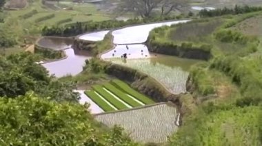 Bu video kaydı, Güney Kore 'nin teraslı pirinç tarlalarının sinematik bir görüntüsünü sunuyor. Parlayan tarlalar gökyüzünü yansıtıyor, çiftçiler yemyeşil alanlar arasında çalışıyor.