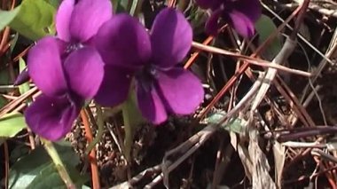 Kalp şeklinde yaprakları olan canlı mor kır çiçekleri kümesi kurumuş yapraklardan ve çam iğnelerinden oluşan kırsal bir yatağın üzerinde yavaşça sallanırken küçük yeşil yapraklar toprak tonlarına karşı duruyor.