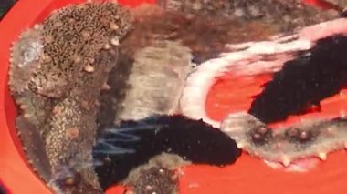 Yakın plan çekimde deniz hıyarları, kabuklarında taze istiridye ve kızılımsı turuncu havzalarda abalonlar ve açık mavi plastik sepetlerde düzgünce dizilmiş taze balık bolluğu görüntülenir.