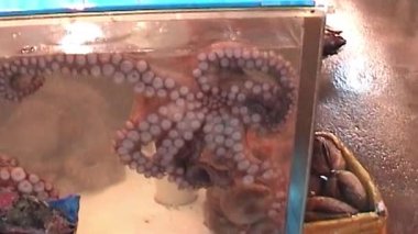 Bu antika görüntüler canlı bir Güney Kore deniz ürünleri pazarının otantik bir görüntüsünü sunuyor, açık bir vitrin tankında büyük bir canlı ahtapot ve soğutulmuş taze deniz ürünleri kasaları bulunuyor.