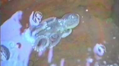 Güney Kore 'deki bir marketten alınan klasik kamera görüntüleri su yüzeyini kaplayan kabarcıklarla sığ, kırmızımsı kahverengi bir konteynırda canlı bir ahtapotun yakın çekimini gösteriyor.