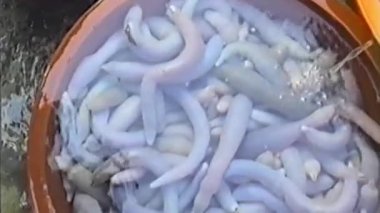 Eski bir VHS görüntüsü, Güney Kore pazarında suya batmış sayısız canlı, soluk deniz solucanı veya gaebul ile dolu büyük bir küvetin genel bir görüntüsünü sağlıyor.