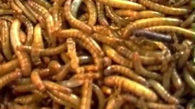 Yakın plan analog bir video, Güney Kore pazarında yem olarak satılık yoğun, kıvranan, sarımsı kahverengi solucanlar gösteriyor.