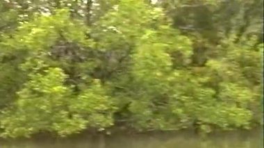 Antika VHS görüntüleri, Tayland 'ın Phuket kentinde bereketli orman ve her iki taraftaki yoğun yağmur ormanları tarafından çerçevelenmiş sakin bir nehir boyunca sakin ve huzurlu bir tekne yolculuğu gösteriyor.