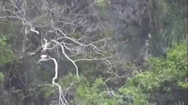 Bu VHS görüntülerinde yoğun bir ormanda zarafetle süzülen bir kartal geniş kanatları ve ormanı zahmetsizce kesen komuta varlığı görülüyor.