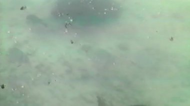 Bir deniz kaplumbağası, kumlu bir deniz yatağının üzerinde açık ve sığ sularda birkaç kaburga kuyruğu ve balığın yanında zarifçe yüzer. VHS estetiği nostaljik bir hava katar.