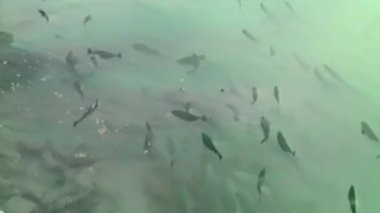 Bu görüntü, kıyıya yakın sığ turkuaz sularda yüzen bir balık sürüsünün bulunduğu canlı bir kıyı sahnesini yakalıyor ve yanında deniz tabanında dinlenen zarif bir kurdele kuyruklu ışın bulunuyor.