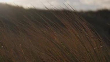 Rüzgarda savrulan uzun otların yakın çekimi doğal hareketi ve sakin açık hava atmosferini yakalıyor.