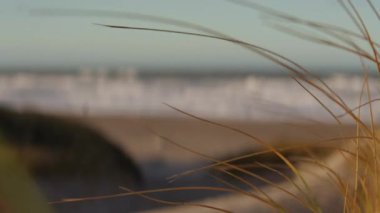Rüzgârlı sahil otlarının yakın çekimi arka planda yumuşak, odaklanmış okyanus dalgalarıyla yavaşça sallanıyor.