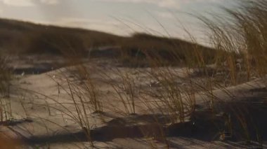 Çimenlerin yakın plan çekimi yumuşak kumda yavaşça sallanırken, arka planda bulanık bir alan sakin, doğal bir atmosfer yaratıyor.
