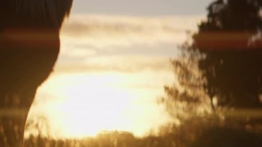 Siluetli bir at günbatımında sakin bir tarlayı geçer. Karanlık şekli parlayan ufukta beliren loş ışıklı ağaçlar gibi sönen ışıkta durur.