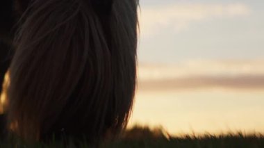 Yakın plan, sakin bir tarlada yavaşça otlayan bir atı gösterir. Sıcak, altın bir gün batımında yıkanmış, sakin bir esinti otların arasında hışırdıyor.