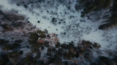 Uzak bir kış yabanda karla kaplı çam ağaçlarının kuş bakışı manzarası dokunulmamış doğanın güzelliğini gözler önüne seriyor.