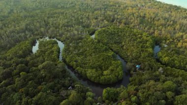 Kamboçya 'daki sık mangrov ormanlarını kesen dolambaçlı bir nehrin hava manzarası yukarıdan canlı tropikal sulak alanlar gösteriyor.