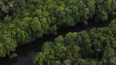 İnsansız hava aracı, yoğun, yemyeşil mangrov ormanlarıyla çevrili sakin bir nehir boyunca süzülen bir tekne yakalar.