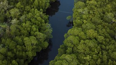 Yoğun bir mangrov ormanının hava aracı görüntüleri Kamboçya 'da dolambaçlı bir nehri kaplıyor, yukarıdan canlı bir tropik yeşillik sergiliyor.