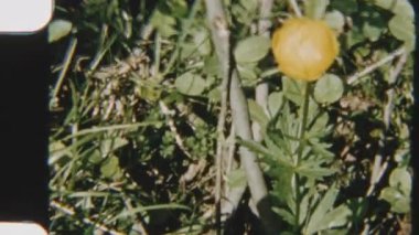 Canlı bir çiçek ve yemyeşil sergi. 8mm 'lik klasik bir filmde sıcak, doğal gün ışığında çekildi.