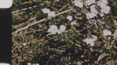 A close-up shot of small white flowers and purple wildflowers growing amidst a patch of wild grass, captured on grainy 8mm film