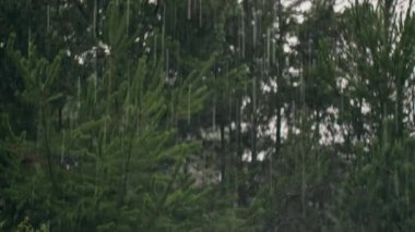 Cinematic rack focus shot shifting from lush green trees to falling rain, creating a calm and atmospheric nature scene