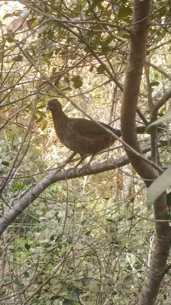 stock image The Sacally-billed Aracuan (Ortalis squamata) is a species of galliform bird that inhabits forests in southern Brazil.