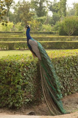 pavo real encima de seto