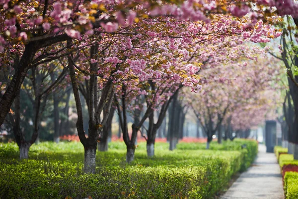 Parkta Bahar Çiçekleri Telifsiz Stok Imajlar