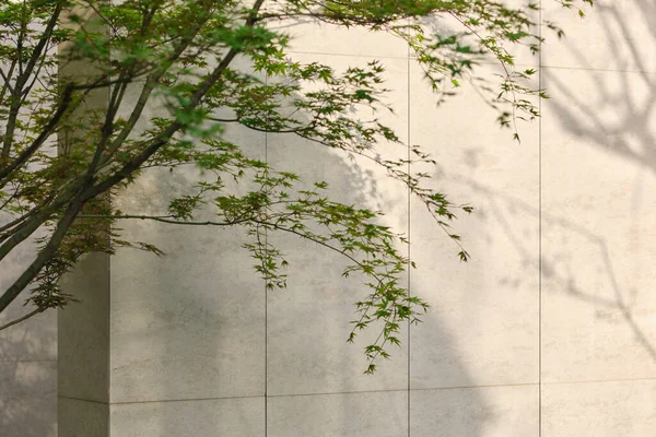 Maple Tree Garden — Stock Photo, Image