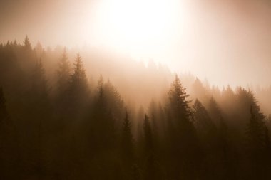 Ormanda sisli bir sabah
