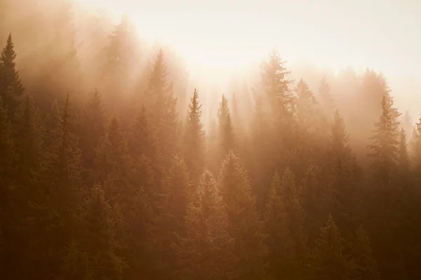 Misty Morning Forest — Stock Photo, Image