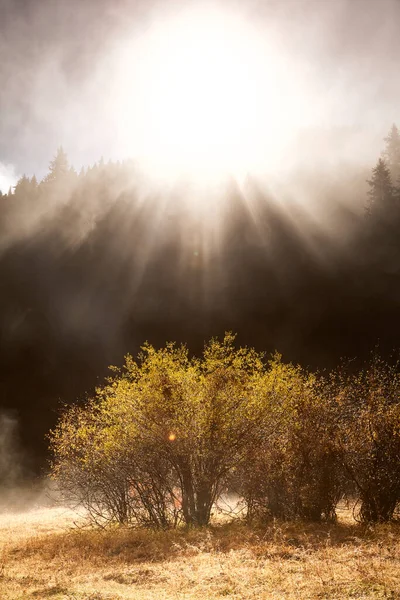 Misty Morning Forest — Stock Photo, Image