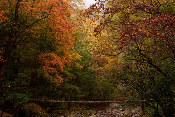 Autumn Landscape Colorful Leaves — Stock Photo, Image