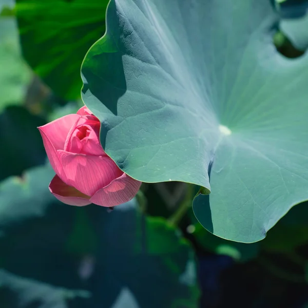 Hermosa Flor Loto Jardín — Foto de Stock