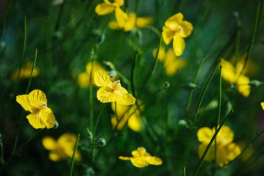 Yazın açan yabani çiçeklere yakın. 