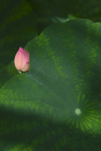 Roze Lotusbloem Tuin — Stockfoto