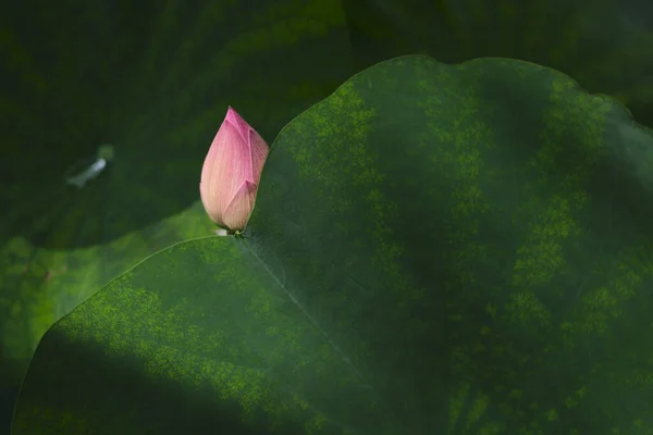 庭の美しいピンクリリーの花 — ストック写真