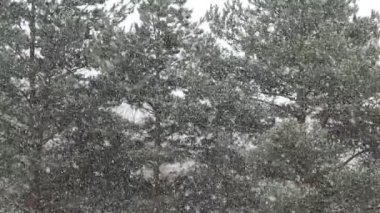 Pine With Snow From Winter Season