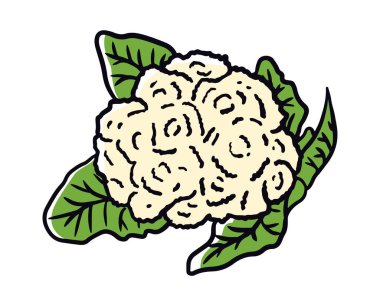 Karnabahar beyaz arka planda izole. El çizimi Karnabahar. Çiftçi pazarı lahanası, vejetaryen salata tasarımı. Vektör illüstrasyonu