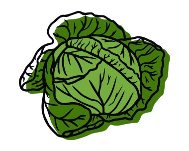 Yeşil lahana sebzesi. Çiftlik pazarı için lahana, vejetaryen salata tarifi tasarımı. Vektör illüstrasyonu