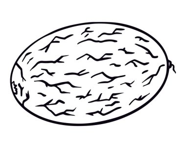 Kavun meyvesi. Elle çizilmiş vektör çizimleri karalama stili. Boyama kitabı, tasarım, baskı elementi